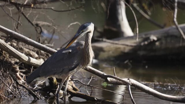 A Great Blue Heron tries to pull a feather that's sticking out at an angle before giving up and going back to fishing in the shallow water at the Kathryn Albertson Park in Boise Idaho USA.