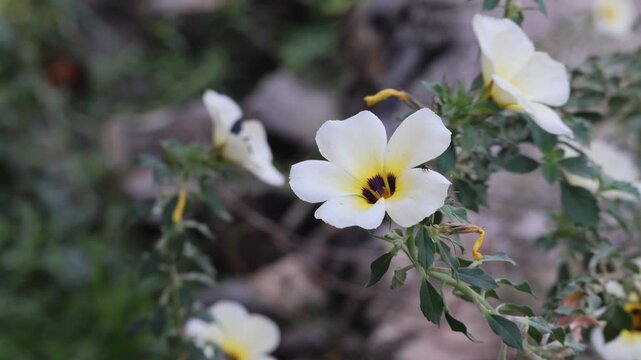 Black bee collecting nectar from a flower