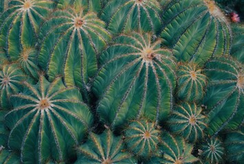 cactus close up © Kaiya