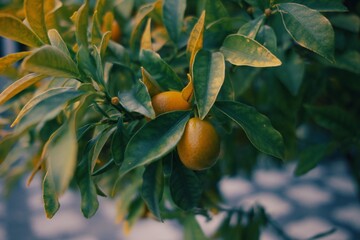 detail of Kumquat on tree © Kaiya