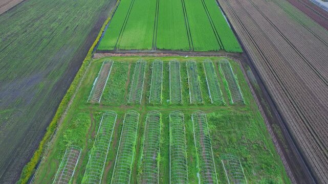 Holland Marsh is known as the heart of Canada's vegetable industry. It produces carrots onions celery lettuce potatoes parsnips cabbage cauliflower beets and a wide variety of Asian vegetables.