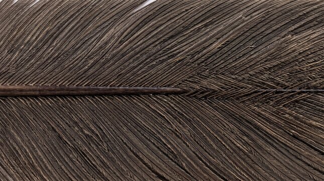 Macro close up of brown ostrich feather texture