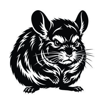 Black and white of a chinchilla rodent animal wildlife