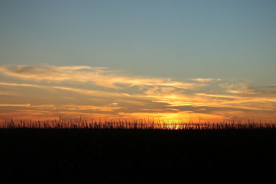 sunset over the field