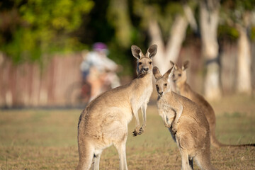 Group three Eastern grey kangaroos, whose scientific name is Macropus giganteus standing and posing for photo in suburban park in Bargara Bundaberg Queensland. © Brian Scantlebury