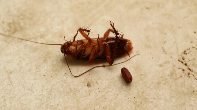 A dying cockroach showing signs of distress after exposure to cockroach insecticide, with an egg case visible near its abdomen. The scene documents the effects of pest control treatment on a household