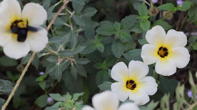Black bee collecting nectar from a flower