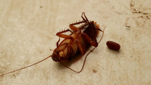 A dying cockroach showing signs of distress after exposure to cockroach insecticide, with an egg case visible near its abdomen. The scene documents the effects of pest control treatment on a household