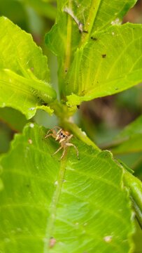 spider on a leaf