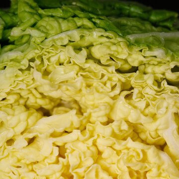 Close up of chinese lettuce usually used in making kimchi