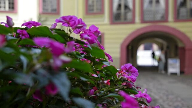 Pink geraniums beside an arched courtyard passage
