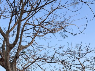 Obraz premium Low angle view photo of bare tree branches against clear blue sky in dry season. Minimalist natural branch silhouette pattern background template for environmental banner, poster, and wallpaper.