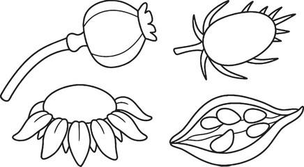 Fototapeta premium Easy Halloween Dried Plants Kids Coloring Page