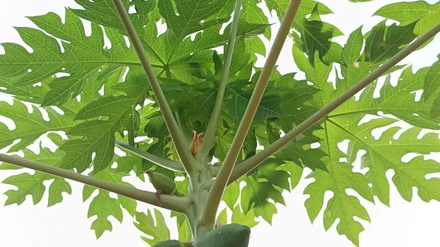 Low angle shot revealing young green papaya fruits growing on a papaya tree under bright daylight