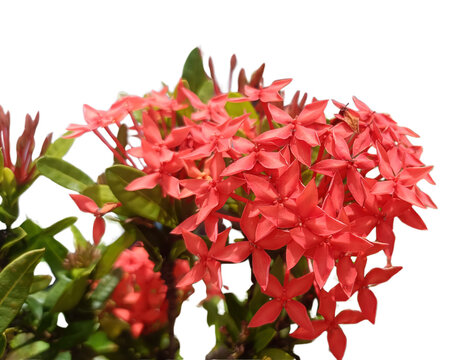 Red ixora flower cluster with green leaves isolated against transparency background