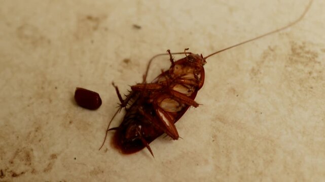 A dying cockroach showing signs of distress after exposure to cockroach insecticide, with an egg case visible near its abdomen. The scene documents the effects of pest control treatment on a household