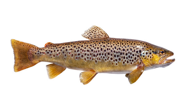 A beautiful fresh caught brown trout isolated on a white background