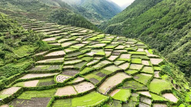 Aerial shot of the amazing terraced rice paddies in the mountains near the small town of Bayyo in the Philippines.