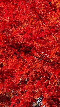 Passing under maple trees with colorful autumn leaves blowing in a gentle breeze. Vertical video.