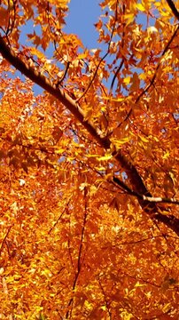 Passing under maple trees with colorful autumn leaves blowing in a gentle breeze. Vertical video.