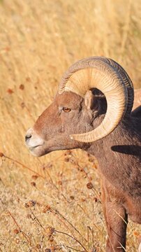Wild Bighorn Sheep in the rugged landscape of Badlands National Park, South Dakota. Vertical video.