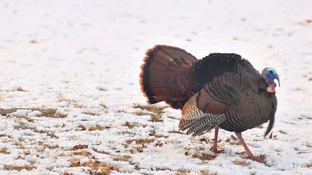 Wild Turkey in the the snow in Minnesota