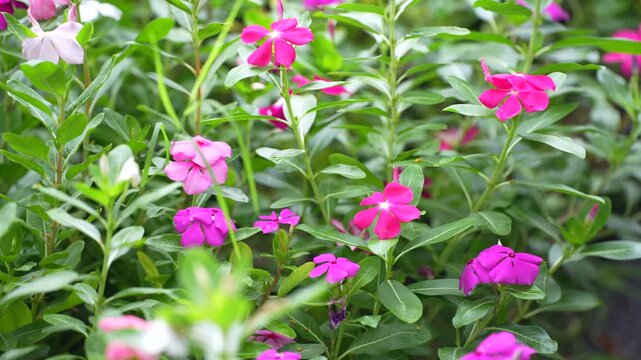 Vibrant pink Madagascar periwinkle flowers blooming beautifully among lush green leaves in a natural outdoor garden setting