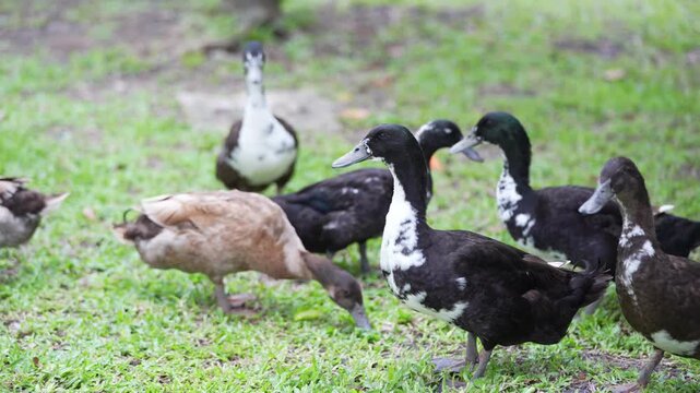 A flock of black, brown, white, and black-and-white ducks walking and foraging on green grass beneath trees in a garden