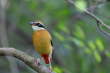 Fototapeta premium Indian Pitta, Pitta brachyura perched on a tree branch in a lush tropical forest, showing distinctive buff underparts and vibrant ted vent. Set against a lush green with blue sky blurred background. 