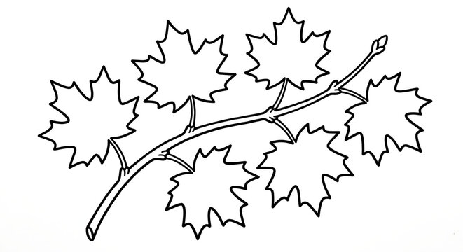 Mapple Branch