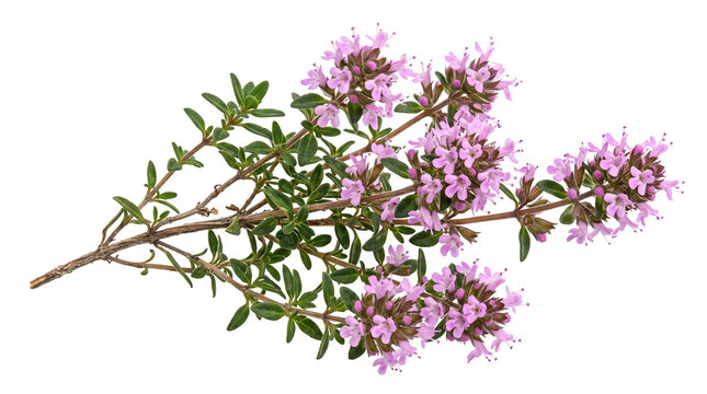 Fresh flowering thyme sprig on white background, aromatic culinary herb with purple blossoms, organic thymus vulgaris branch for cooking and wellness