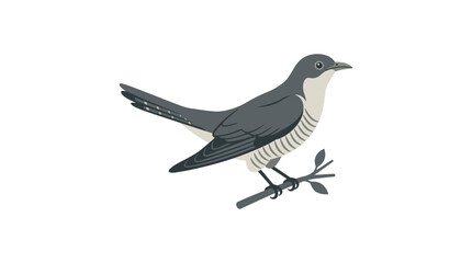 Obraz premium Common Cuckoo Bird Vector Illustration