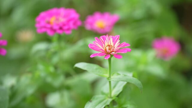 A vibrant pink zinnia flower blooming on a green plant in a garden, surrounded by foliage with softly blurred flowers and vegetation in the background