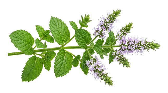 Fresh blooming mint sprig with purple flowers, green peppermint leaves on white background, aromatic herbal plant for culinary and medicinal use