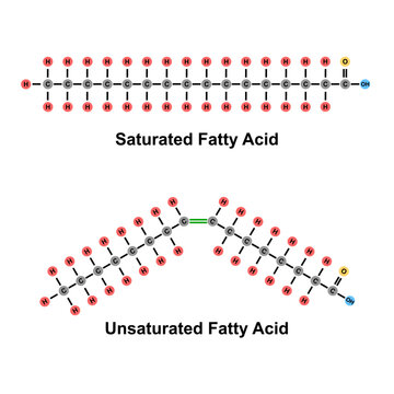 Saturated and unsaturated fatty acids chemical structure diagram. Educational biochemistry illustration showing carbon chain, double bond, carboxyl group for chemistry and biology textbook.