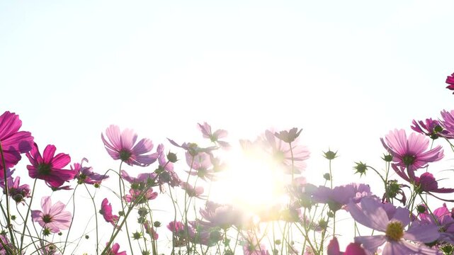 夕方のコスモス畑を逆光で撮影した4Kスローモーション動画
