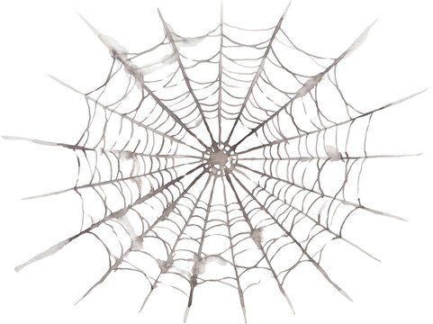 Detailed watercolor illustration of a complex spider web painted in monochrome grey tones showing delicate radial threads and concentric rings creating an intricate natural pattern