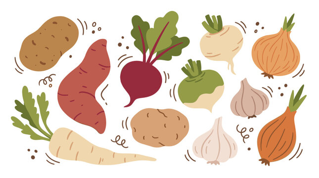 Set of assorted root vegetables including potato, beet, garlic and onion, flat organic produce illustration for healthy nutrition and cooking themes