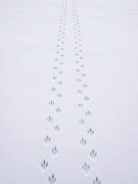 Penguin footprints on snow in parallel lines create peaceful and serene winter scene with fresh white snow covering ground