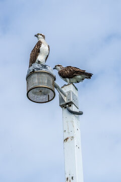 Pair Eastern Osprey (Pandion cristatus), also known as an Australian osprey or sea hawk together perched on top of Urangan Pier light pole.