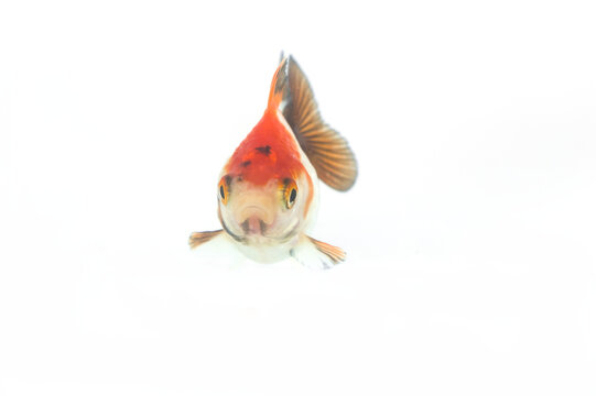 Fancy goldfish facing the camera head on, front view isolated on white background