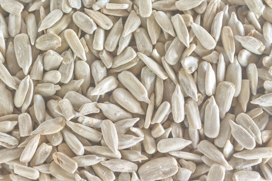 Shelled sunflower seeds full frame macro background texture
