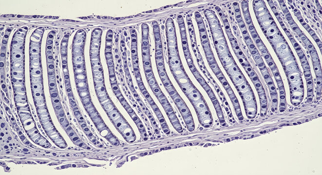 Microscopic cross section of mammalian colon tissue showing organized intestinal crypts and goblet cells for medical and biological study