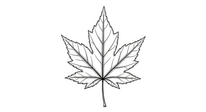 A detailed black and white line drawing of a maple leaf. The leaf is centered on a white background.