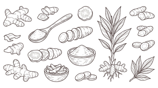 Line art turmeric root botanical illustrations with powder in bowl.