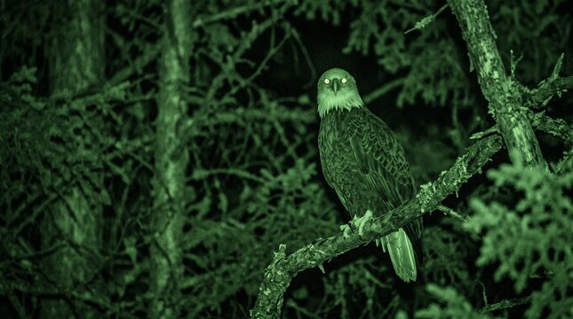 A night-vision view of an eagle perched on a tree branch.