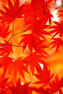 奈良公園を鮮やかに彩る秋の紅葉