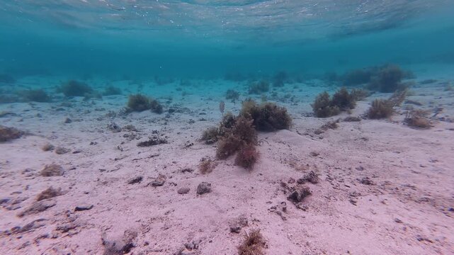 Snorkeling following solo snapper fish in shallow crystal clear shallow water on Coral Coast in Fiji, South Pacific
