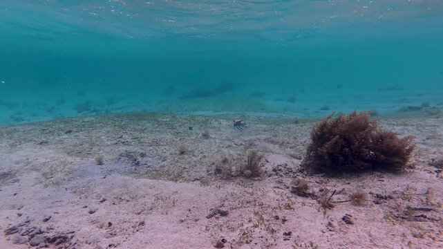 Snorkeling with solo Picasso triggerfish Rhinecanthus aculeatus in lagoon on Coral Coast in Fiji, South Pacific