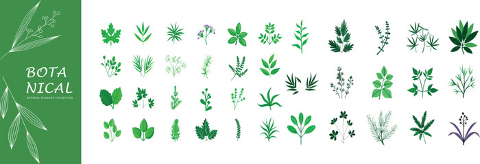 Fototapeta premium Collection of hand drawn botanical leaves and herbs with green watercolor accents